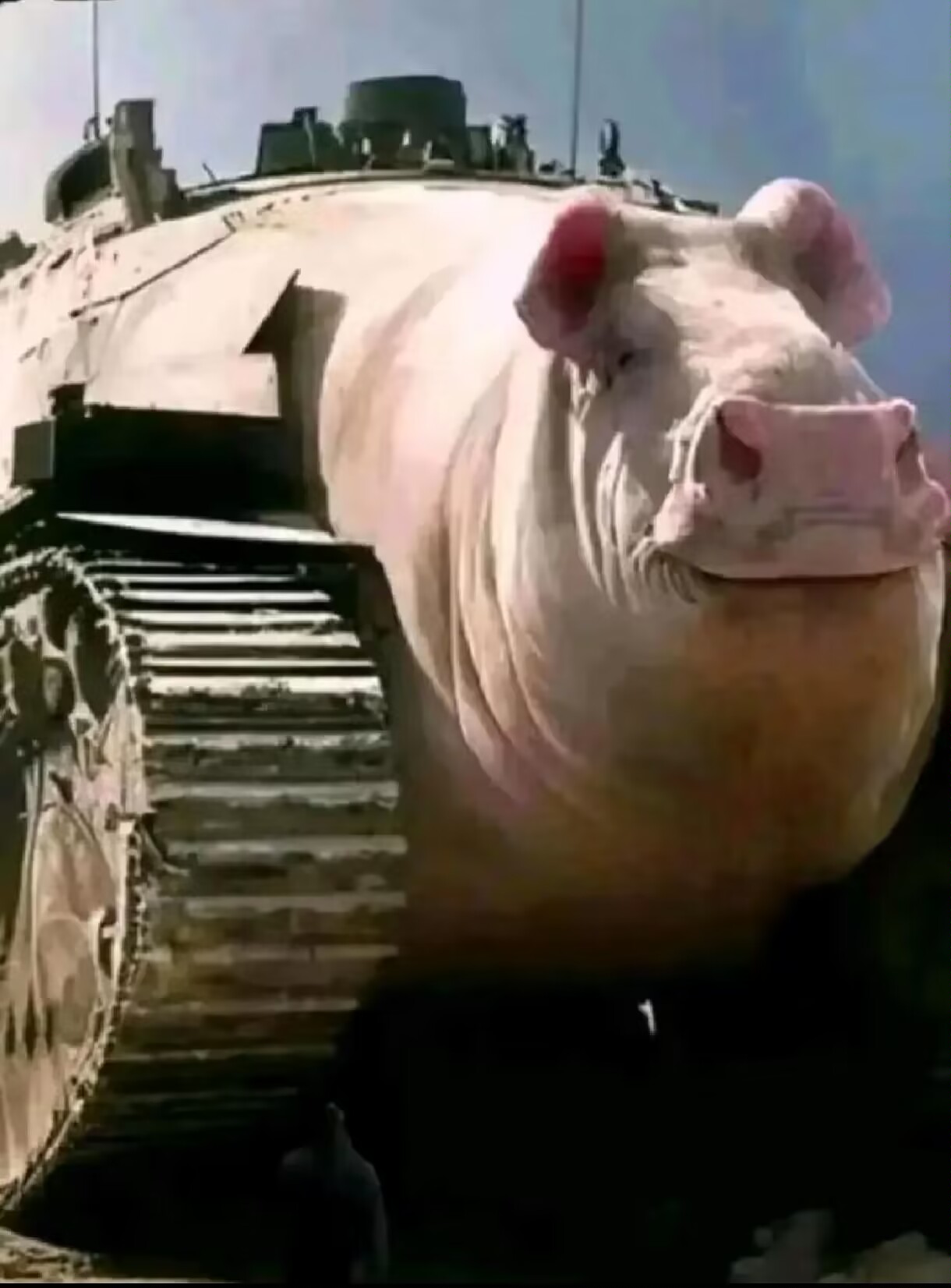 pig002.gif