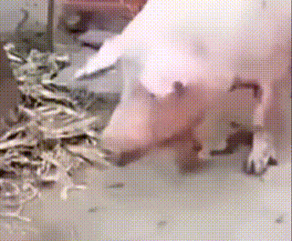 pig004.gif