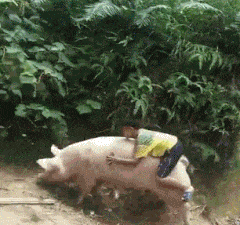 pig005.gif
