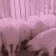 pig006.gif
