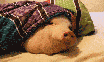 pig007.gif