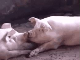pig008.gif