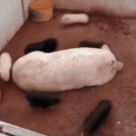 pig009.gif