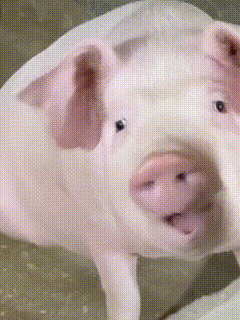 pig012.gif