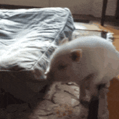 pig015.gif