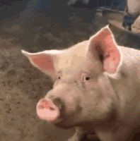 pig016.gif