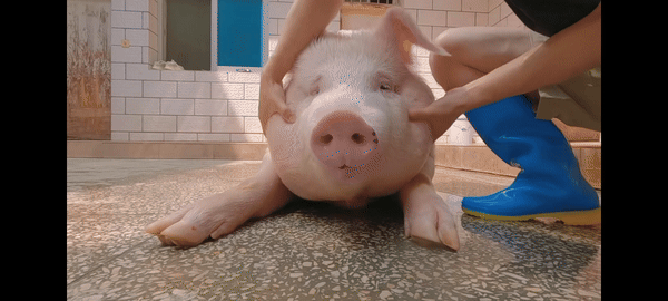 pig017.gif