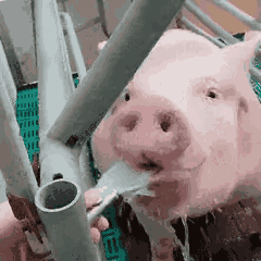 pig019.gif