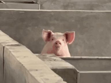 pig020.gif