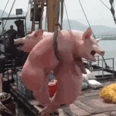 pig022.gif