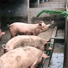 pig023.gif