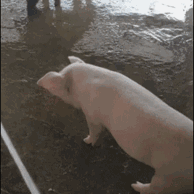 pig024.gif