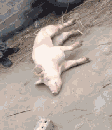 pig025.gif