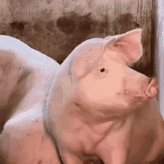 pig026.gif