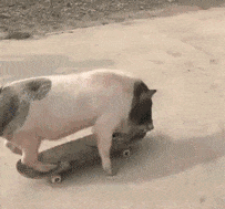 pig028.gif