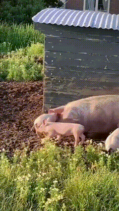 pig029.gif