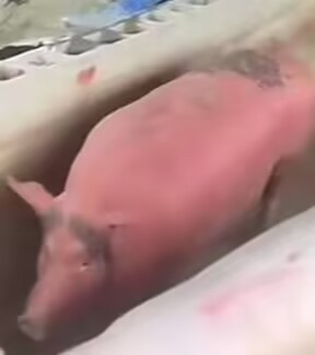 pig030.gif