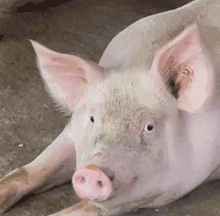 pig033.gif