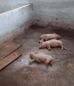 pig036.gif