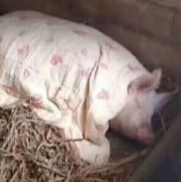 pig037.gif