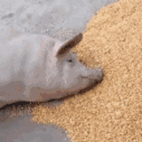pig038.gif