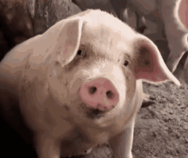 pig039.gif
