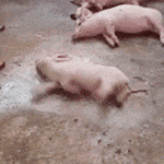 pig041.gif