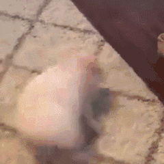 pig042.gif