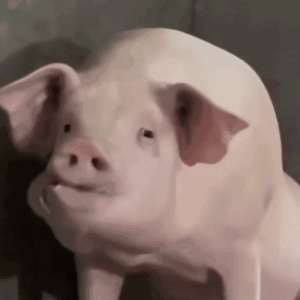 pig043.gif