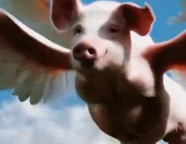 pig044.gif